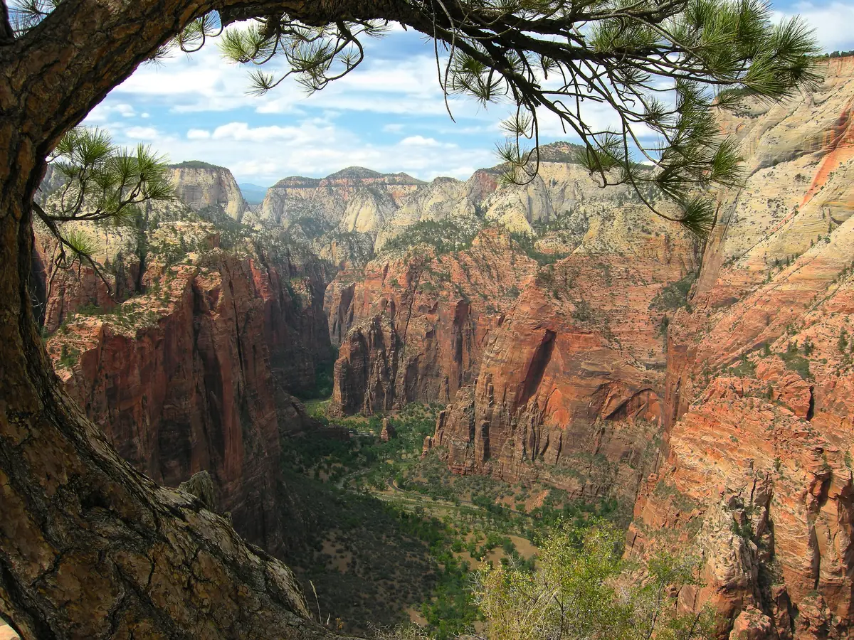 The view north up Zion Canyon from the Angels Landing trail, with green trees on the canyon floor far below.