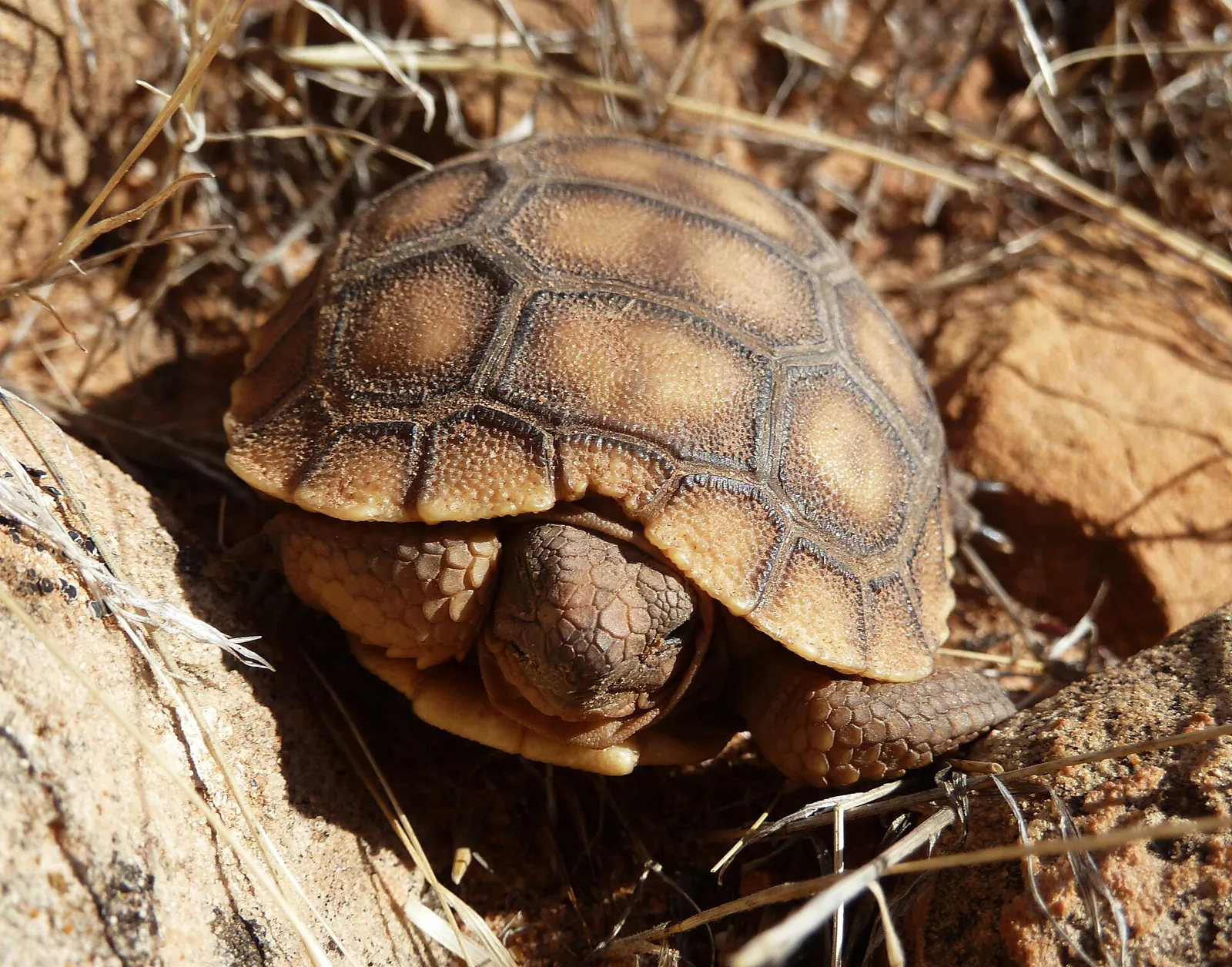 A two-inch desert tortoise hatchling among dry plant litter in Zion National Park.