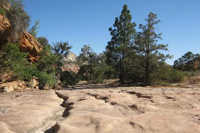 Ponderosa pines above cracked slickrock in the higher wilderness of Zion's east side.