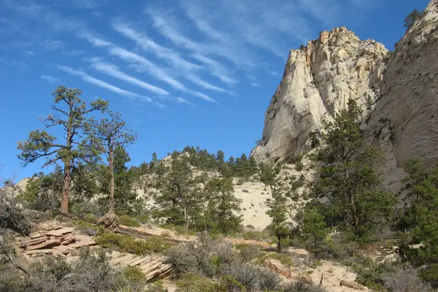 Pale slickrock, pines, and sandstone peaks in Zion's east side backcountry.