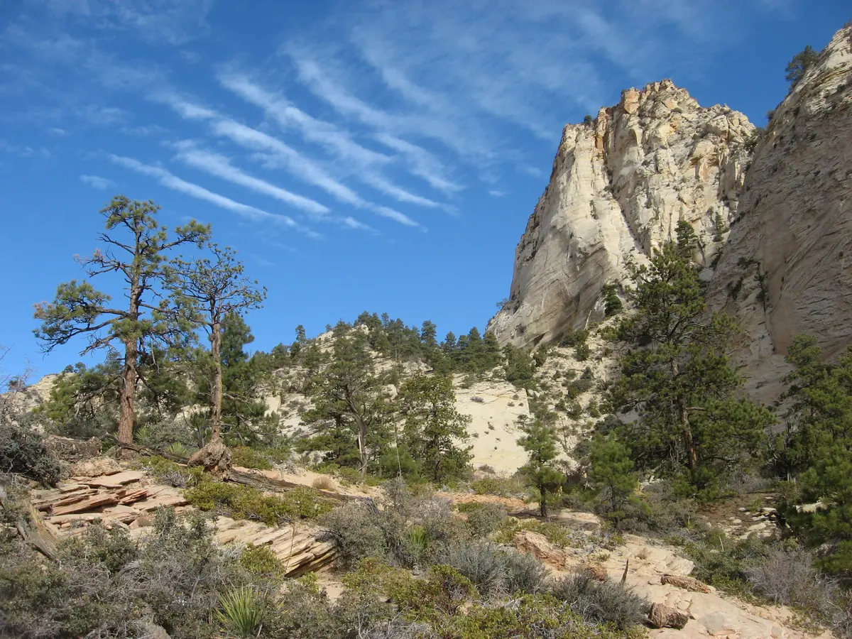 Pale slickrock, pines, and sandstone peaks in Zion's east side backcountry.
