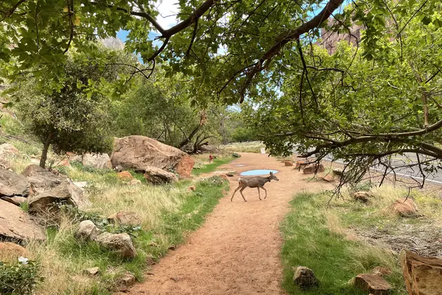 A mule deer on the shaded Grotto Trail among green trees, Zion National Park.