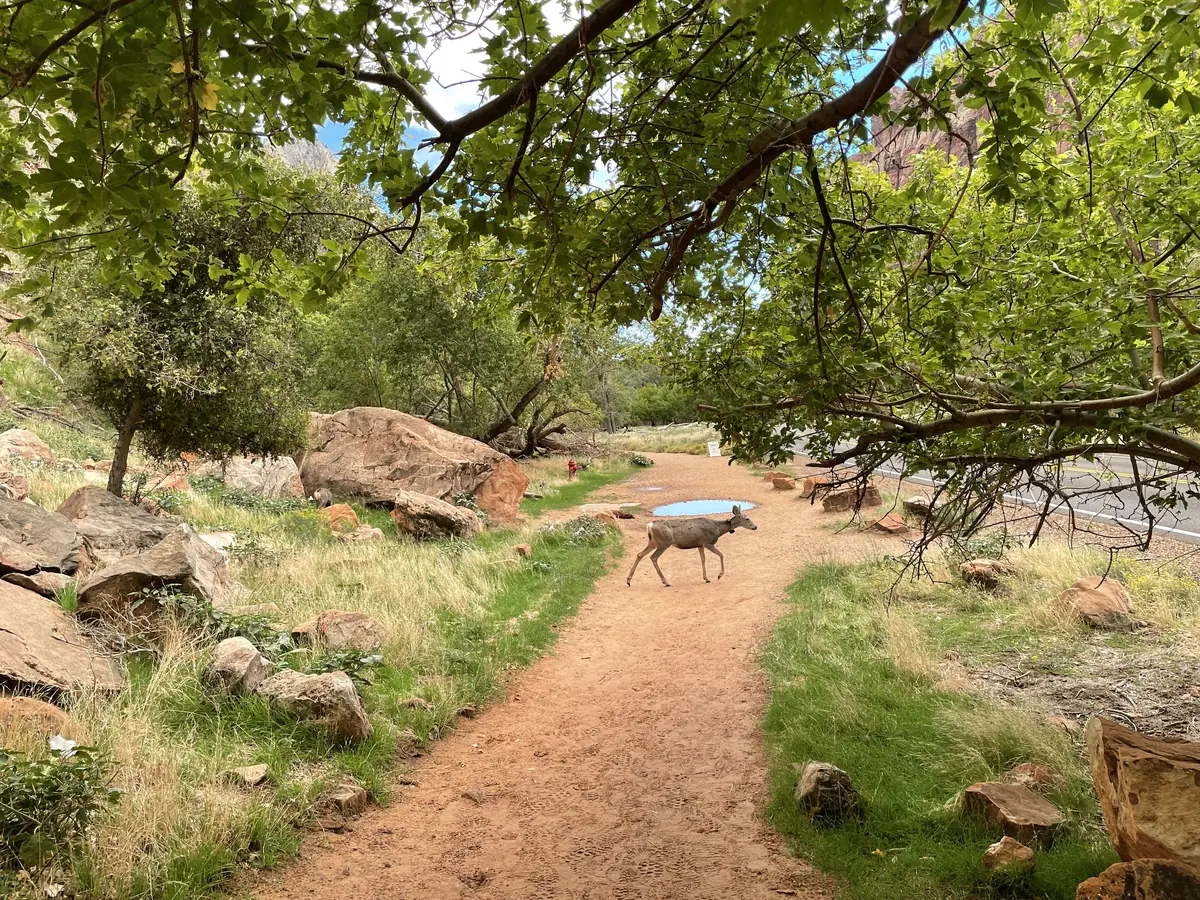 A mule deer on the shaded Grotto Trail among green trees, Zion National Park.