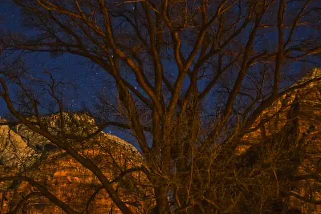 A cottonwood tree and cliffs near Zion Lodge lit by the full moon, Zion National Park.