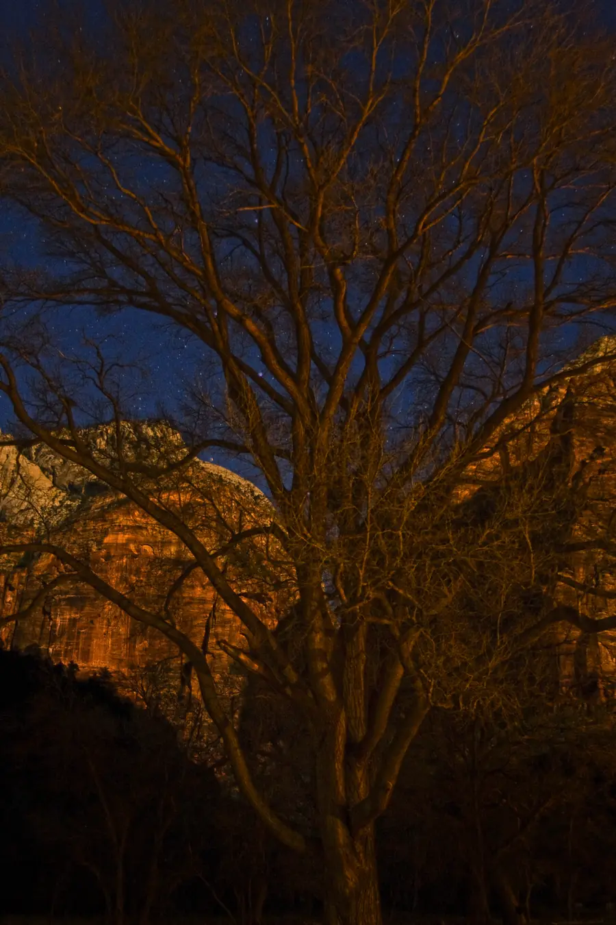 A cottonwood tree and cliffs near Zion Lodge lit by the full moon, Zion National Park.