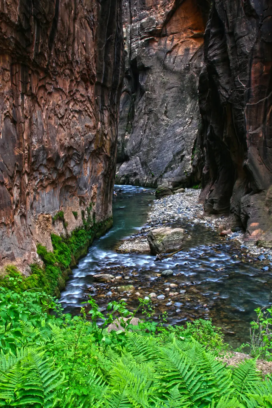 Green ferns and moss below dark canyon walls beside the river in The Narrows, Zion National Park.