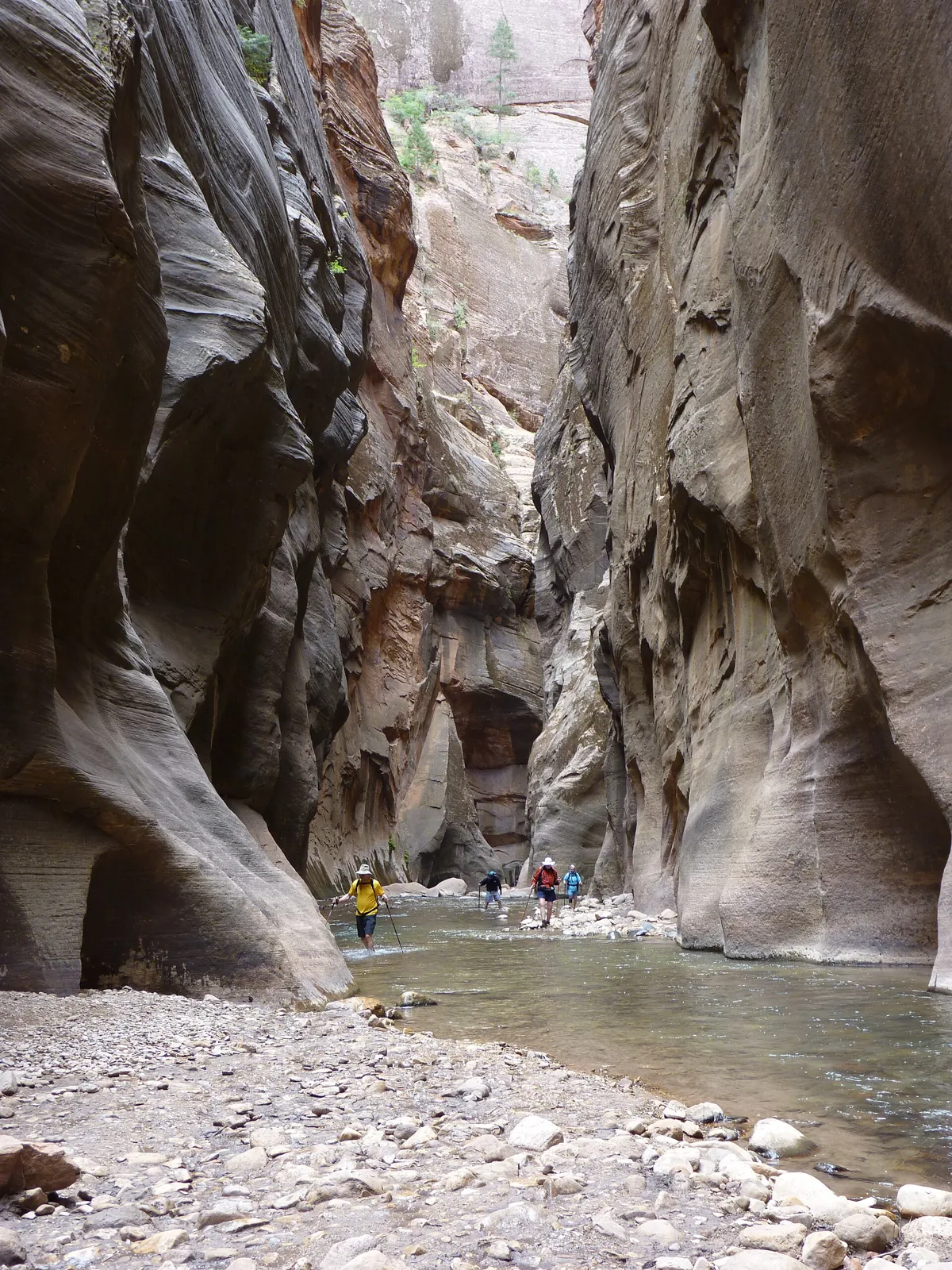 Hikers wading the Virgin River between tall curved sandstone walls in The Narrows, Zion National Park.