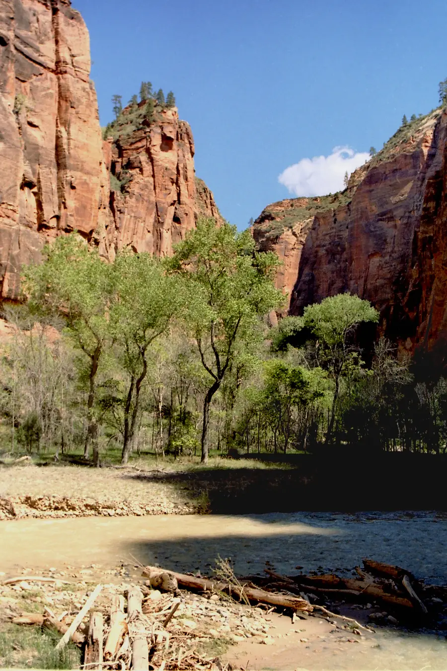 Shallow water of the North Fork of the Virgin River below red cliffs and cottonwoods, Zion National Park.