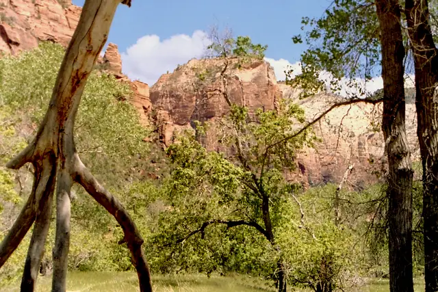 A shady sandy path beside the Virgin River with cottonwoods and red cliffs, Zion National Park.