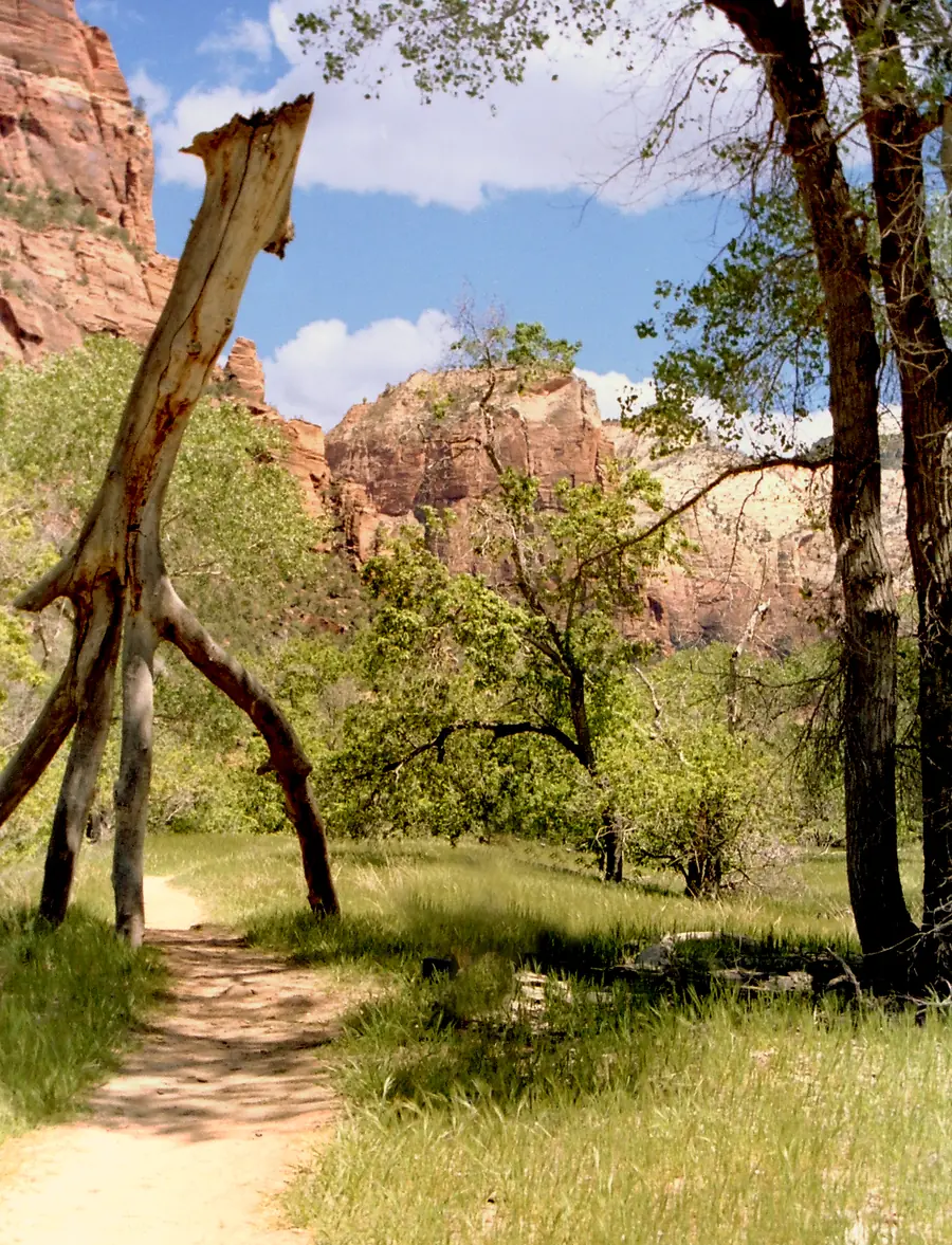 A shady sandy path beside the Virgin River with cottonwoods and red cliffs, Zion National Park.